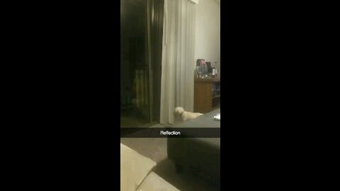 LABRADOR Puppy Gets Scared Of Reflection