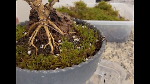 Rock Bonsai - Japanese Boxwood Bonsai adding a Rock and Live Moss