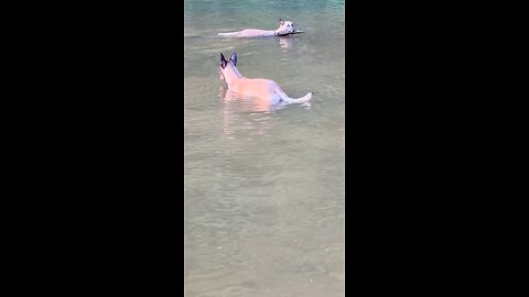 Belgian Malinois dog ( Peaches) is one of the happiest, hard working dog I’ve ever seen.