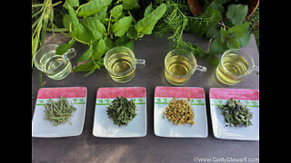 How to grow, harvest and prepare herbal tea in your backyard.