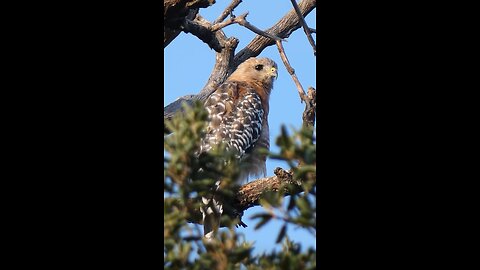 Red-shouldered Hawk🐦Pondering Perch