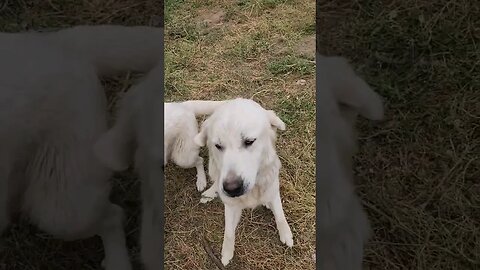 Maple and Fig #lgd #guardiandogs #livestockguardiandogs #homestead #homesteading