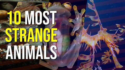 10 Most Strange Animals In The World | 2023