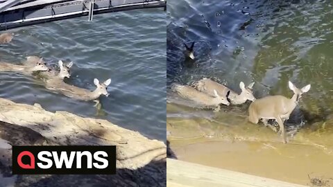 Herd of deer spotted swimming across Alabama lake