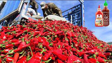 Red Chilli Pepper Harvest - Chili Powder Processing in Factory - How chili sauce is made