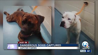 2 dangerous dogs caught in Jupiter Farms