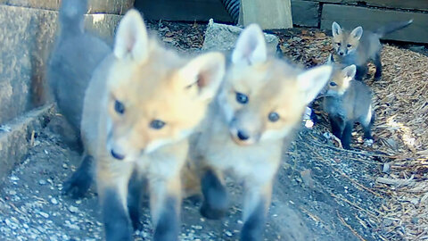 Fox Pups Running Around Their Den