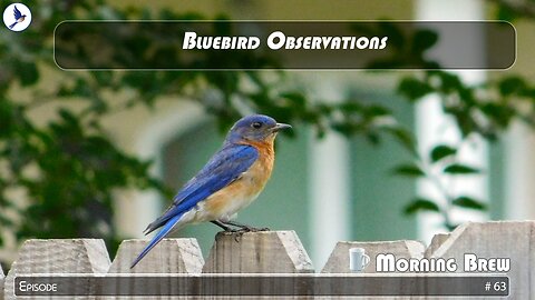 Bluebird Obervations