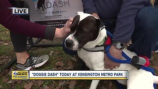 Doggie Dash