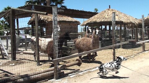 Zeus vs Lamas in California Desert