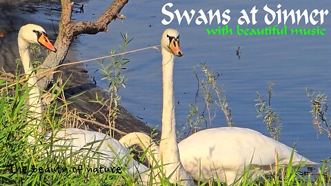 Swans at dinner with beautiful music / beautiful animals by the water.