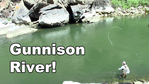 Gunnison River Colorado - Fly Fishing Tailwater of the Blue Mesa Reservoir - McFly Angler Episode 27