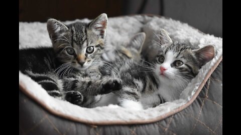 Adorale kittens