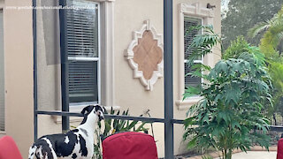 Squirrel Almost Comes Inside The Lanai To Visit With Great Danes