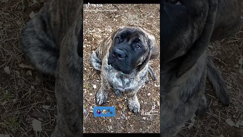 Colby The Mastiff 4 Months #puppy #puppydog #pup #mastiff #mastiffs #dogs #dogshorts #dogsoftiktok