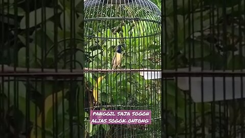 Sebut saja Burung Sogon alias Sogok ontong