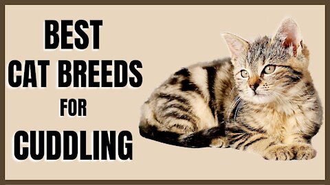 Best Cat Breeds For Cuddling