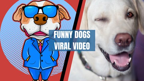 Funny cat and dog viral video | cat and dog naughty clips