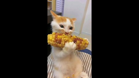 Funny cat eating corn 🌽🌽 🐱🐱🐱