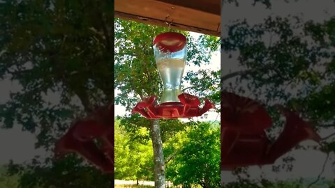 Hummingbird Love