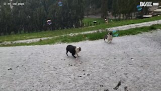 Até à chuva este cão adora brincar com bolas de sabão!