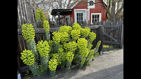 Euphorbias & Cymbidiums proliferating with Blooms! //Wisdom Collective by Rena