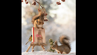 squirrels introduce new book