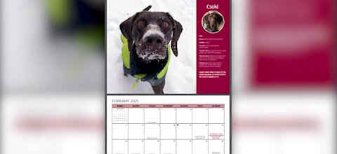 TSA releases hard-working dog calendar