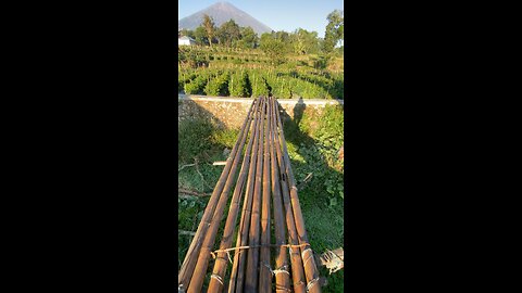 The Return Journey: Crossing the Bamboo Bridge Again!