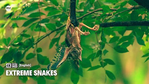 Ratsnake the most extreme snakes | Nature documentary