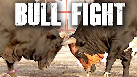 Street bull fight very aggressive