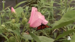 Monarch butterfly population drop