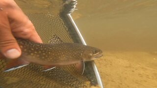 UP Michigan: Brook Trout