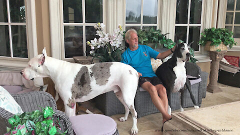 Laid Back Great Danes Enjoy A Florida Thunderstorm