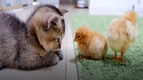 Unbelievably Cute Cat and Chick Playtime ! Pure Joy!