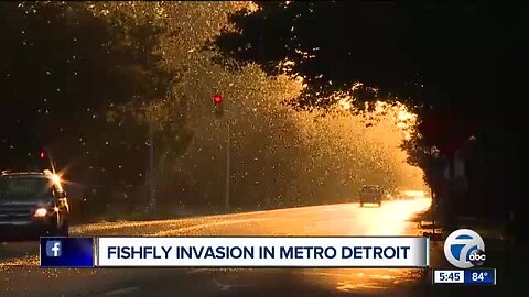 Mayflies are swarming shores of Lake Saint Clair