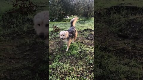 Australian Shepherd Male Distracted Command 'Come' EYE Contact | K9 D.I.Y in 4D