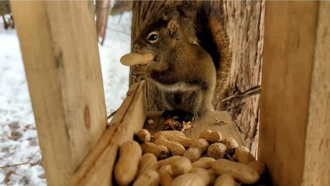 Squirrel eating peanuts