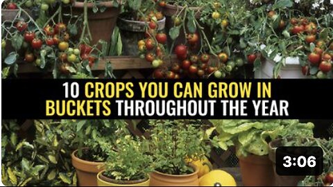 10 Crops you can grow in buckets throughout the year