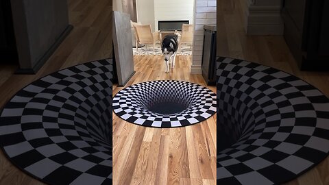 Dogs funny reaction to entering optical illusion rug shorts_😊😍🥰