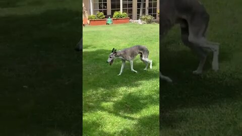 Skinny whippet putting on weight