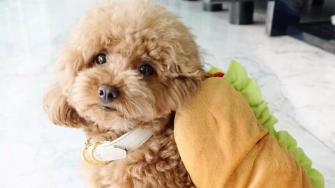 Toy Poodle loves to play with toddlers