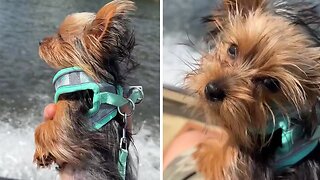 Adorable Yorkie Enjoys Boat Ride With Dad