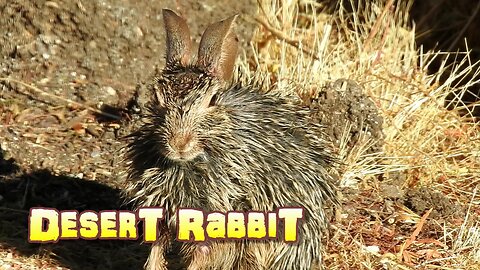 Desert Rabbit Happy And Clean, Ready For The New Day