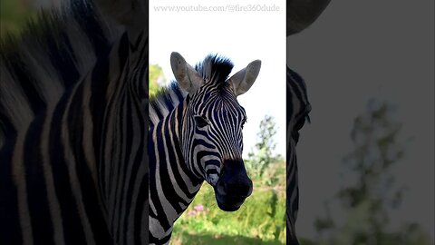 Zebra #short #shorts #zebra