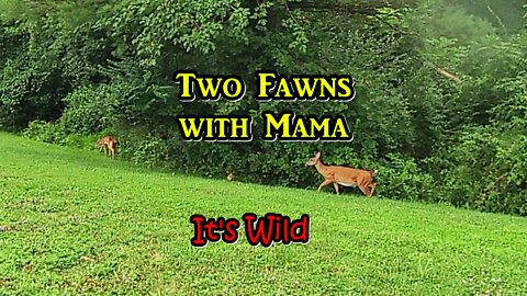 Two Fawns With Mama