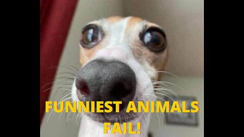 FUNNIEST ANIMALS FAIL! - Try not to laugh CHALLENGE!