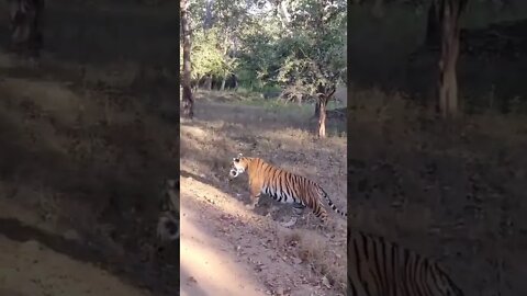 Tiger 🐯 near us in jungle 😂#Shorts #ytshorts #UbertainmentFun #Dogs #Animals #Fun