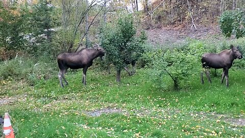 Moose on the loose.