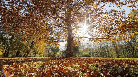 10 Hours of Peaceful Relaxing Music for Sleeping #meditation